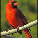 Northern Cardinal (male)