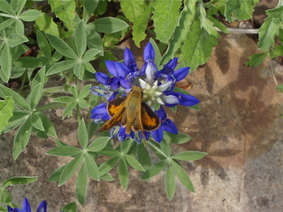 Spotting Image 1