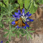 Fiery Skipper