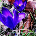 Crocus vernus / Kerti sáfrány