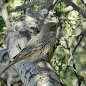 Sage Thrasher