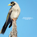 Noisy Miner