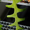 Fish Bone Cactus