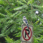 Blue Jay