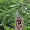 Blue Jay