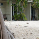 Bar-shouldered Dove