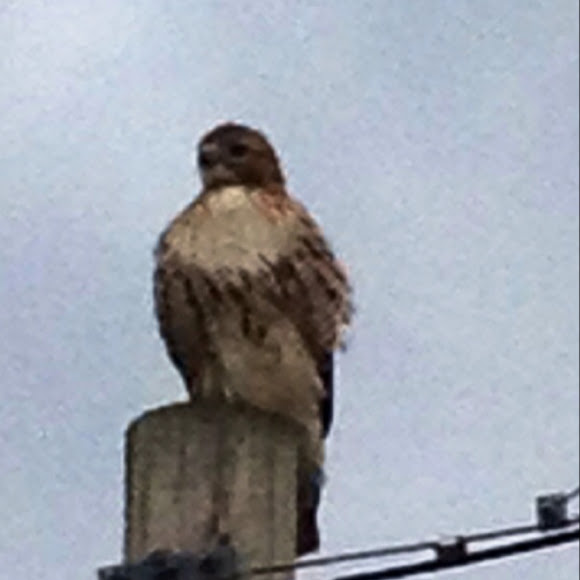 Spotting Image 1