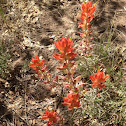 Indian paintbrush