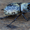 Eastern Hercules Beetle