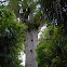 New Zealand Kauri Tree 