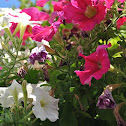petunia