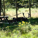 Red Deer