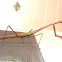 Praying Mantis