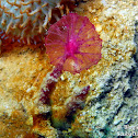 Puffball Sponge