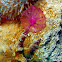 Puffball Sponge