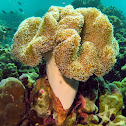 Mushroom Leather Coral
