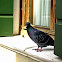 pigeon