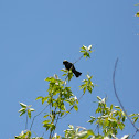 Bobolink