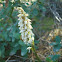 Dense-flowered Orchid