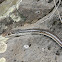 Striped whipsnake
