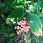 false solomon's seal  berries