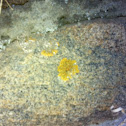 Yellow Lichen