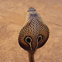 Spectacled cobra