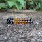 Woolly Bear caterpillar