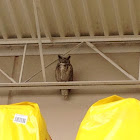 Great Horned Owl