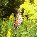 Monarch Butterfly