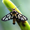 Amata Wasp Moth