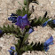 Viborera / Viper's Bugloss