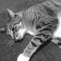 Hamilton Tiger Cat