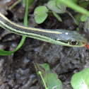 Western Ribbon Snake