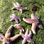 Starfish