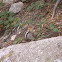 Golden-mantled ground squirrel