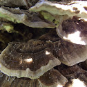 Fungi