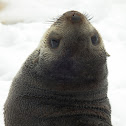 Antarctic Fur Seal