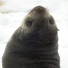 Antarctic Fur Seal
