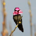 Anna's Hummingbird