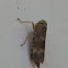 Leafhopper