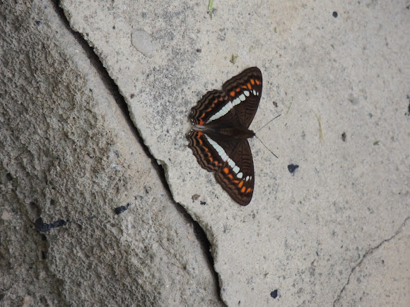 Spotting Image 1