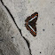 Mariposa