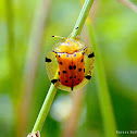 Tortoise Beetle