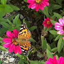 Painted Lady or Distelfalter