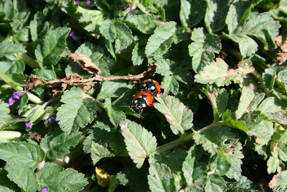 Spotting Image 1