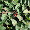 Lady bug