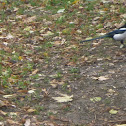 European Magpie