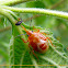 Predatory stink bug nymph