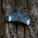 Cracker butterfly